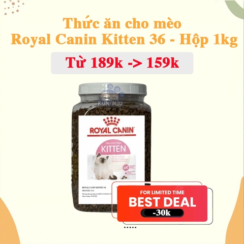 SHOPEE SALE LỚN KITTEN 36