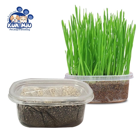 Giới thiệu sản phẩm Hạt giống cỏ trồng cho mèo Diil