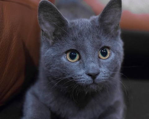 Tìm hiểu về giống mèo Nga mắt xanh