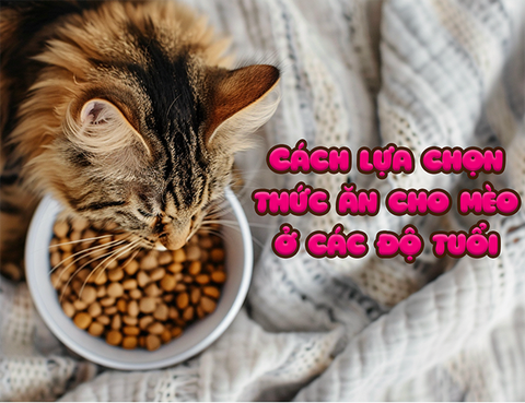 Cách lựa chọn thức ăn cho mèo ở các độ tuổi