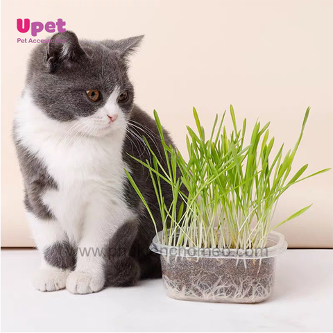 Hạt cỏ giống ( cho mèo )