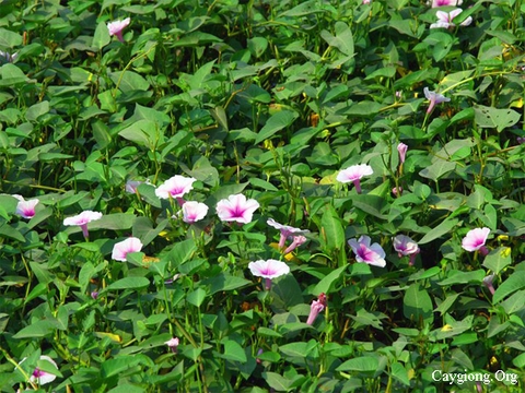 Để rau muống không phải là nỗi lo.