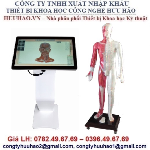 MÔ HÌNH CHÂM CỨU PHÁT QUANG TOÀN THÂN MAW-170E