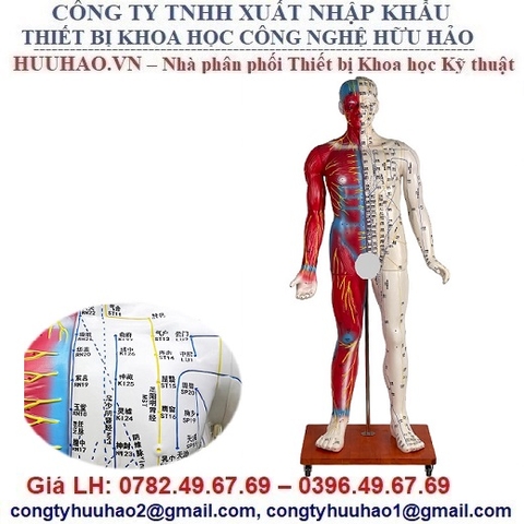 MÔ HÌNH THỰC HÀNH CHÂM CỨU TOÀN THÂN 178 CM