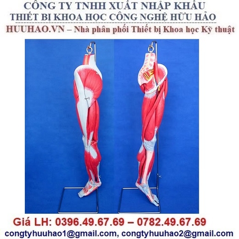 MÔ HÌNH CƠ CHI DƯỚI VỚI DÂY THẦN KINH MẠCH MÁU GD/A11308