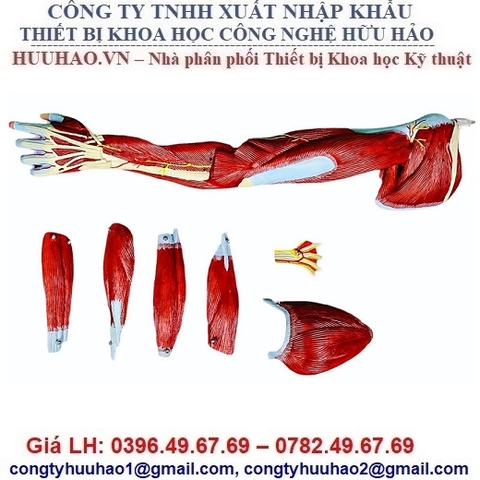 MÔ HÌNH CƠ CHI TRÊN VỚI DÂY THẦN KINH MẠCH MÁU GD/A11305