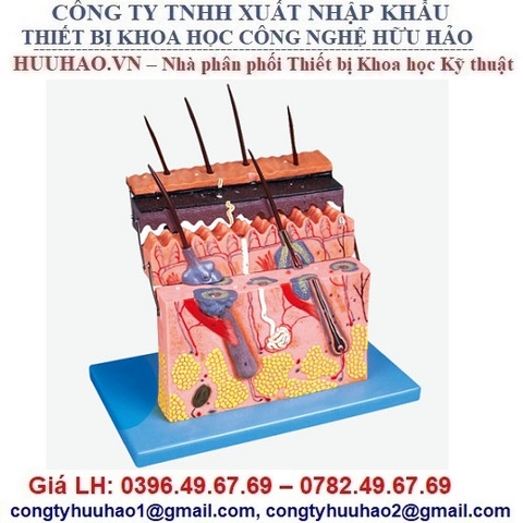MÔ HÌNH GIẢI PHẪU DA NGƯỜI GD/A41001