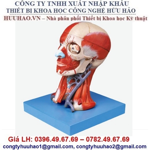 MÔ HÌNH CƠ ĐẦU MẶT CỔ VÀ DÂY THẦN KINH GD/A18211