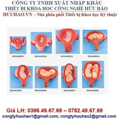 MÔ HÌNH GIẢI PHẪU PHÔI THAI PHÁT TRIỂN GD/A42005