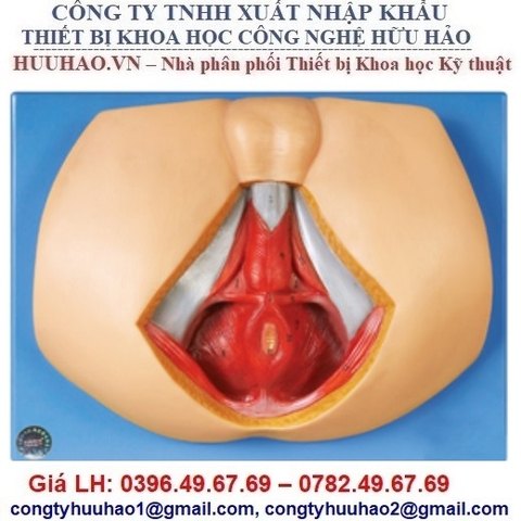MÔ HÌNH GIẢI PHẪU TẦNG SINH MÔN NAM GD/A15112