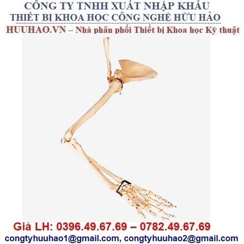 MÔ HÌNH XƯƠNG CÁNH TAY, XƯƠNG BẢ VAI, XƯƠNG ĐÒN GD/A11123