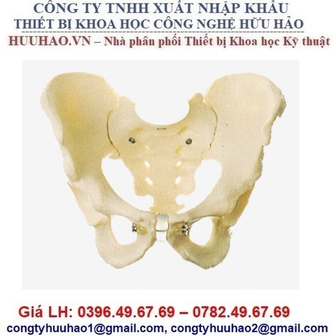 MÔ HÌNH GIẢI PHẪU XƯƠNG CHẬU NAM GD/A11127