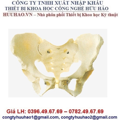 MÔ HÌNH GIẢI PHẪU XƯƠNG CHẬU NỮ GD/A11128