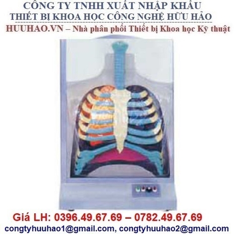 MÔ HÌNH HỆ THỐNG HÔ HẤP ĐIỆN TỬ NGƯỜI GD/A13015