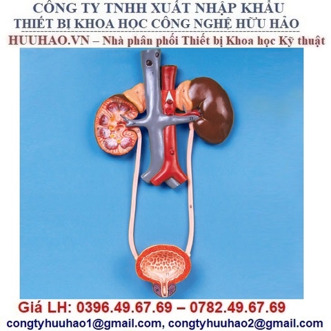 MÔ HÌNH GIẢI PHẪU HỆ TIẾT NIỆU GD/A14001