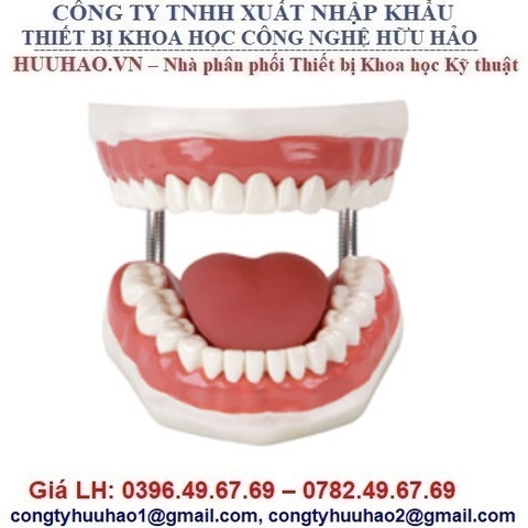 MÔ HÌNH THỰC HÀNH CHĂM SÓC RĂNG MIỆNG GD/H11