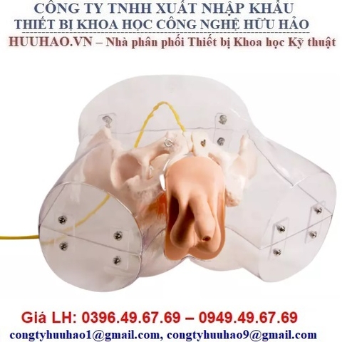 MÔ HÌNH THÔNG TIỂU NAM TRONG SUỐT GD/H16E