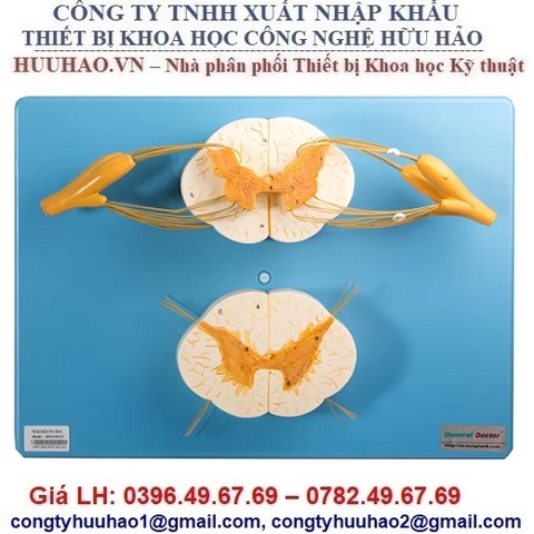 MÔ HÌNH TỦY SỐNG VÀ DÂY THẦN KINH CỘT SỐNG GD/A18103