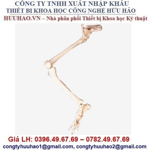 MÔ HÌNH XƯƠNG CHI DƯỚI CÓ XƯƠNG HÔNG GD/A11130