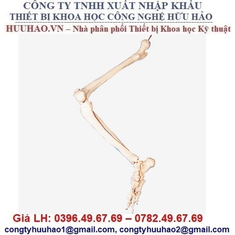 MÔ HÌNH XƯƠNG CHI DƯỚI GD/A11131