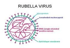 RUBELLA GÂY DỊ TẬT BẨM SINH