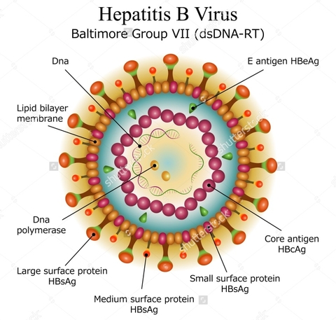 HỆ THỐNG MARKER CỦA VIRUS HBV – Ý NGHĨA CHẨN ĐOÁN VÀ ĐIỀU TRỊ