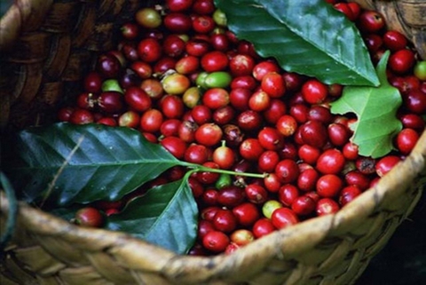 Coffee Beans