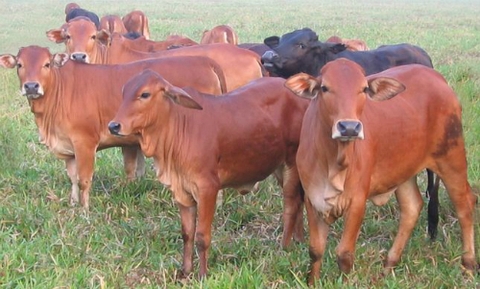 Làm sao để lựa chọn nơi bán bò giống tốt nhất?