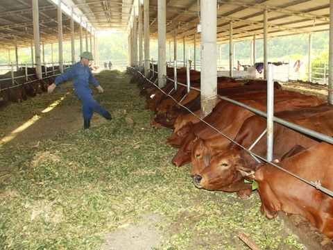 Bán bò giống- ngành mang lại thu nhập khủng