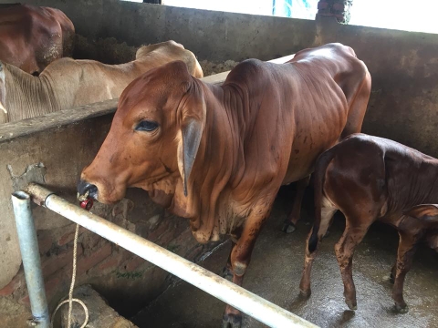 Bò giống sinh sản đang bán ngày 15-9-2018