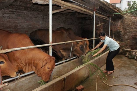 Hưỡng dẫn cách nuôi bò thịt tốt nhất