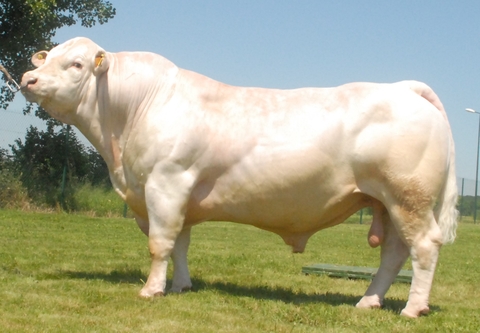 Cung cấp bò Charolais ở miền bắc