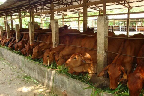 Kỹ thuật nuôi bò giúp sinh trưởng nhanh, năng suất cao