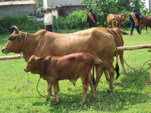 Bán bò giống - Các trang trại bán bò giống mà bạn nên quan tâm