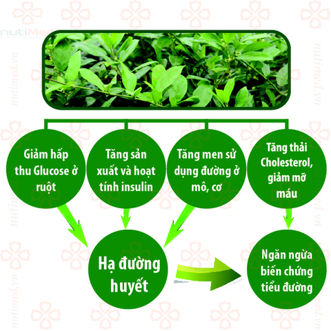 Trà Dây thìa canh Lava - 30 túi lọc lớn