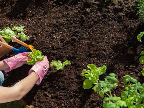 Mách bạn thời điểm bón phân bò lý tưởng nhất?