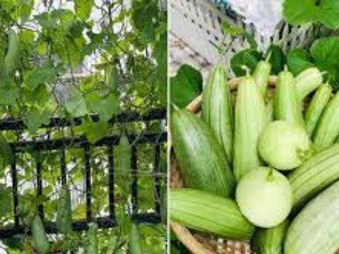 3 lý do bạn nên chọn phân trùn quế trồng rau sạch tại nhà!
