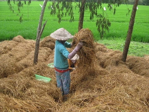 Hướng dẫn cách ủ rơm rạ, lá cây với trichoderma làm phân bón hữu cơ vô cùng đơn giản