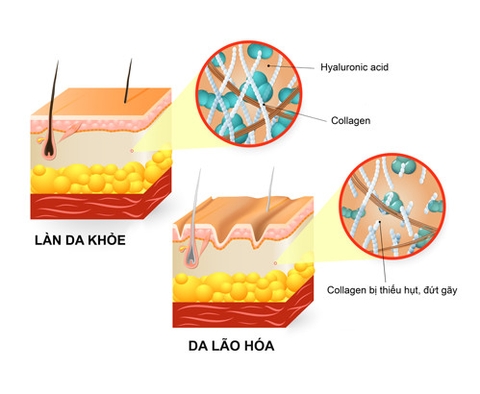 Kết hợp collagen và HA tăng hiệu quả dưỡng da