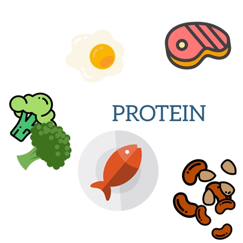 PROTEIN : NGUỒN GỐC CỦA VẺ ĐẸP