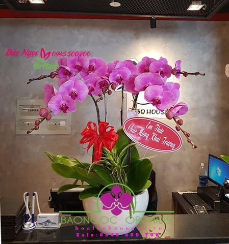 Mẫu chậu hoa lan văn phòng ở shop hoa phong lan Q7