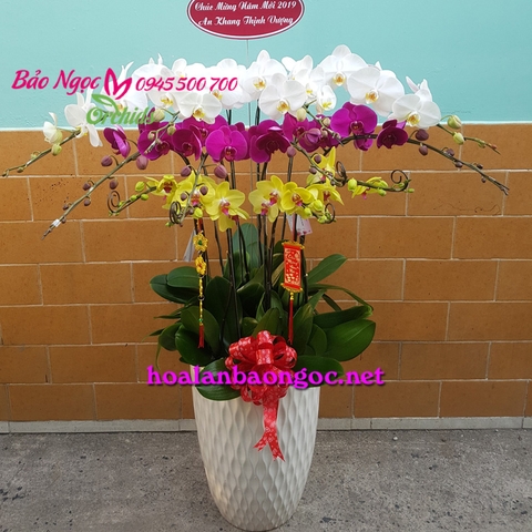 Hoa phong lan chúc Tết ở Nha Trang Khánh Hòa