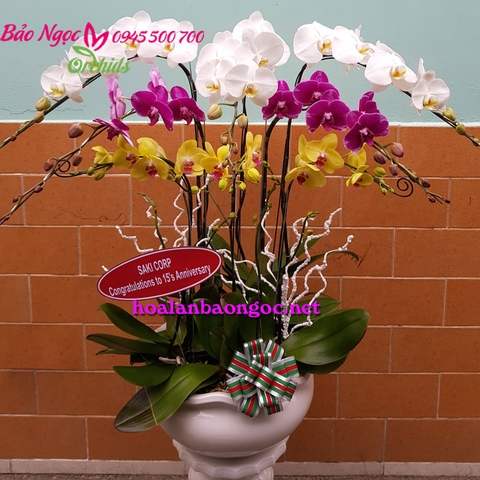 Chậu hoa phong lan mừng kỉ niệm thành lập ở Quận 4 Hồ Chí Minh