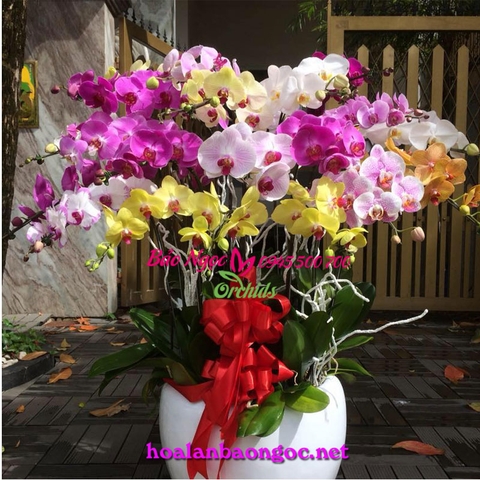 Shop hoa phong lan hồ điệp ở Quận 11 Sài Gòn