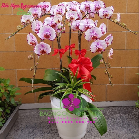 shop hoa phong lan hồ điệp quận Gò Vấp