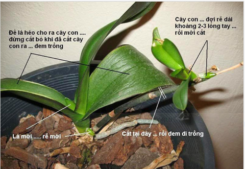 Cách trồng cây hoa lan hồ điệp ra hoa - Hoa Lan Bảo Ngọc