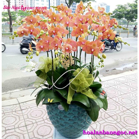 Mẫu chậu Hoa lan đẹp ở Sài Gòn