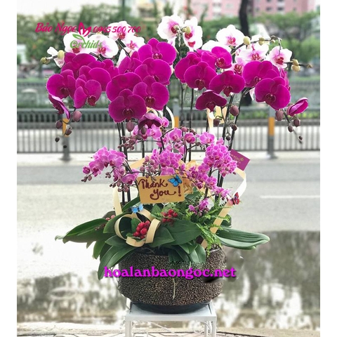 Mẫu chậu hoa phong lan đẹp ở Sài Gòn