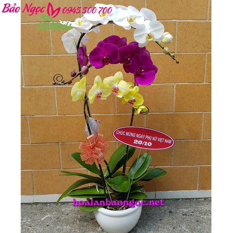 Hoa phong lan mừng ngày Phụ Nữ Việt Nam 20/10 HDS-0311