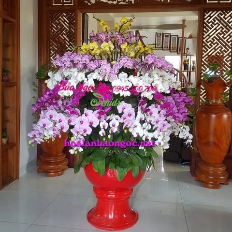 Chậu hoa phong lan khủng đón Tết 2019 HDS-1004